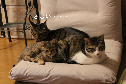 3猫さむい.jpg